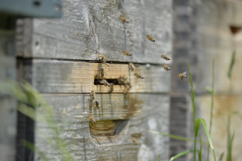 Bienen beim Elisabethinen-Krankenhaus