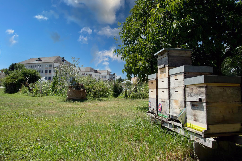 Bienenstock beim Elisabethinen-Krankenhaus